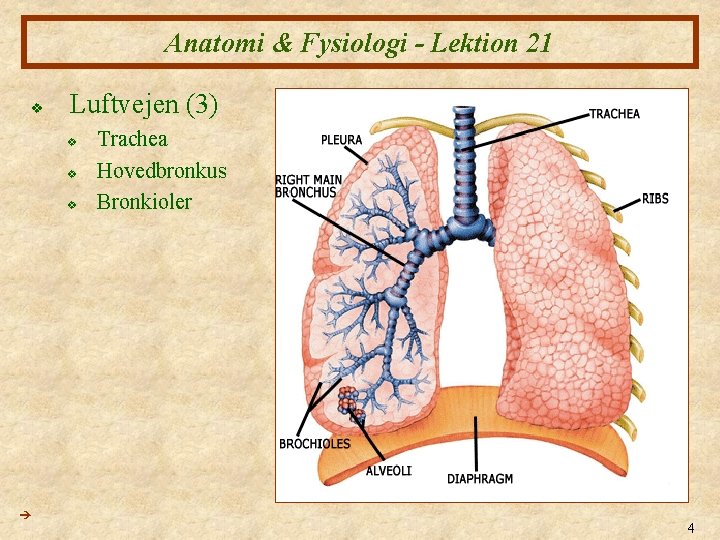 Anatomi & Fysiologi - Lektion 21 v Luftvejen (3) v v v Trachea Hovedbronkus