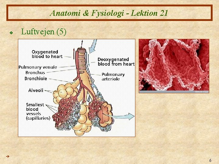 Anatomi & Fysiologi - Lektion 21 v Luftvejen (5) 6 Anatomi & Fysiologi - Lektion 21 v Luftvejen (5) 6