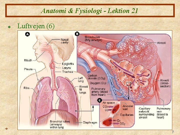 Anatomi & Fysiologi - Lektion 21 v Luftvejen (6) 7 Anatomi & Fysiologi - Lektion 21 v Luftvejen (6) 7