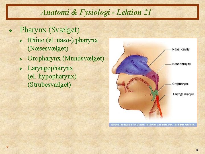 Anatomi & Fysiologi - Lektion 21 v Pharynx (Svælget) v v v Rhino (el.