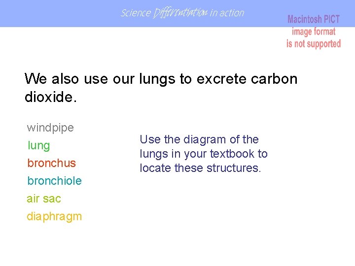 Science Differentiation in action We also use our lungs to excrete carbon dioxide. windpipe Science Differentiation in action We also use our lungs to excrete carbon dioxide. windpipe