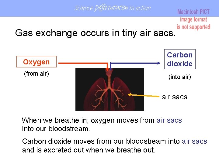 Science Differentiation in action Gas exchange occurs in tiny air sacs. Oxygen (from air) Science Differentiation in action Gas exchange occurs in tiny air sacs. Oxygen (from air)