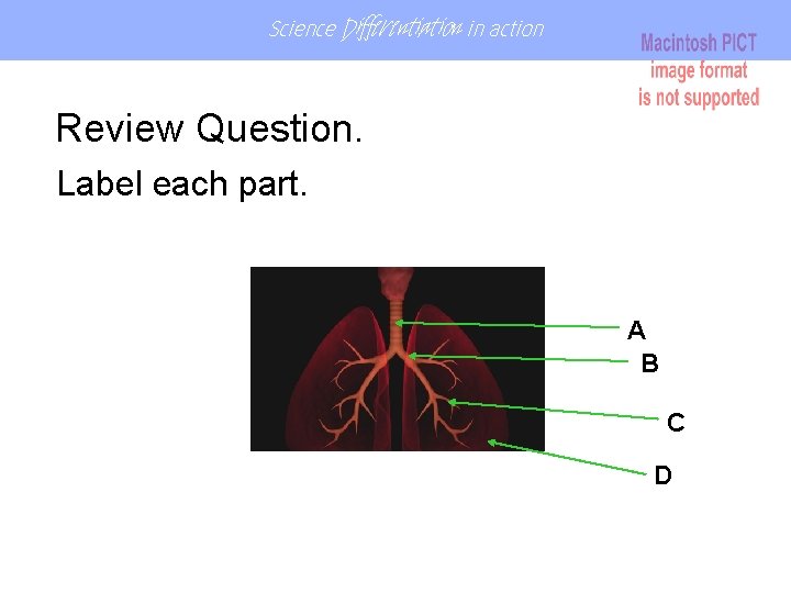 Science Differentiation in action Review Question. Label each part. A B C D Science Differentiation in action Review Question. Label each part. A B C D