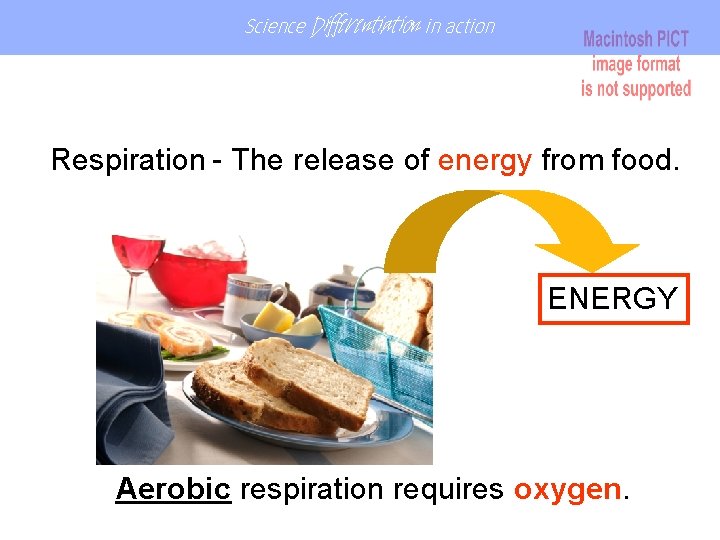 Science Differentiation in action Respiration - The release of energy from food. ENERGY Aerobic Science Differentiation in action Respiration - The release of energy from food. ENERGY Aerobic