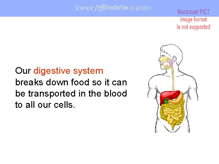 Science Differentiation in action Our digestive system breaks down food so it can be Science Differentiation in action Our digestive system breaks down food so it can be