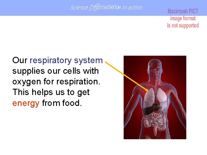Science Differentiation in action Our respiratory system supplies our cells with oxygen for respiration. Science Differentiation in action Our respiratory system supplies our cells with oxygen for respiration.