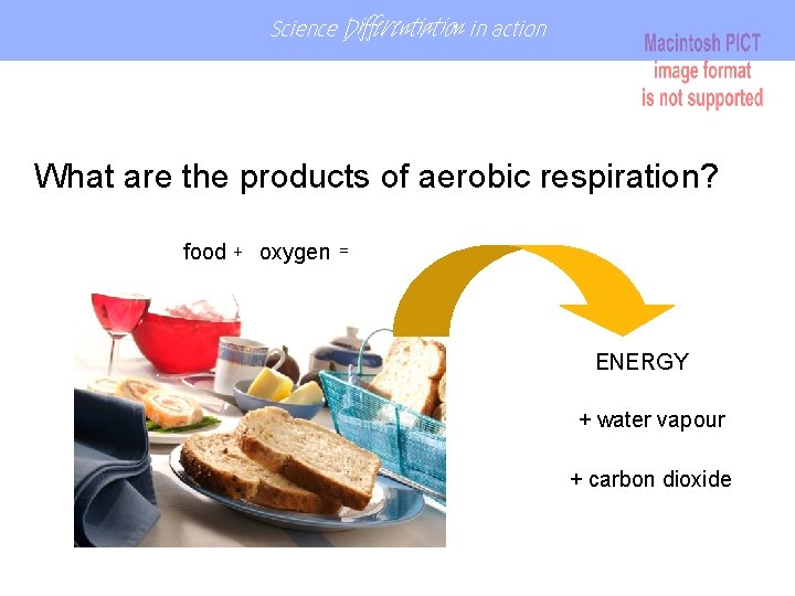 Science Differentiation in action What are the products of aerobic respiration? food + oxygen Science Differentiation in action What are the products of aerobic respiration? food + oxygen