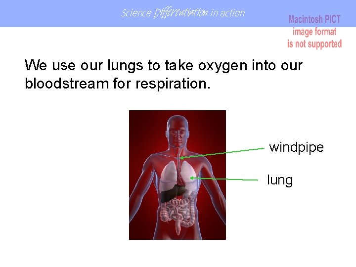 Science Differentiation in action We use our lungs to take oxygen into our bloodstream Science Differentiation in action We use our lungs to take oxygen into our bloodstream