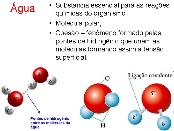 Água • Substância essencial para as reações químicas do organismo • Molécula polar; •