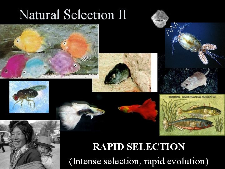 Natural Selection II RAPID SELECTION (Intense selection, rapid evolution) 