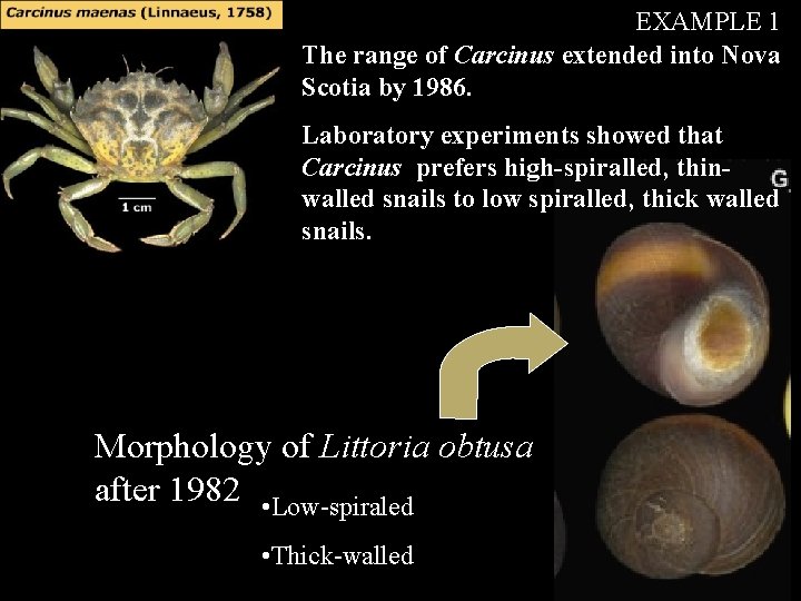 EXAMPLE 1 The range of Carcinus extended into Nova Scotia by 1986. Laboratory experiments EXAMPLE 1 The range of Carcinus extended into Nova Scotia by 1986. Laboratory experiments