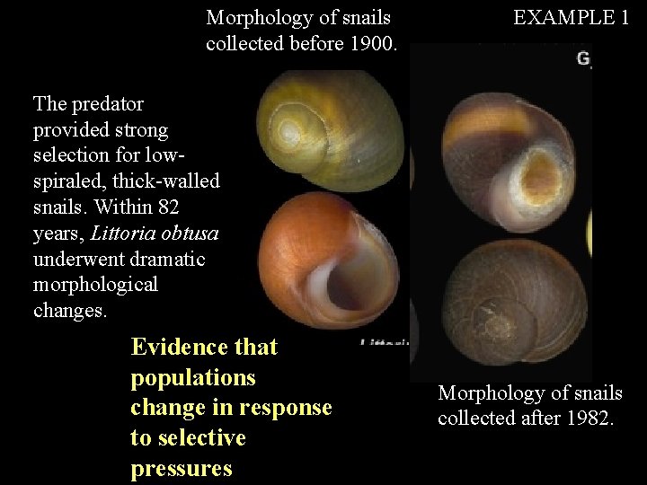 Morphology of snails collected before 1900. EXAMPLE 1 The predator provided strong selection for