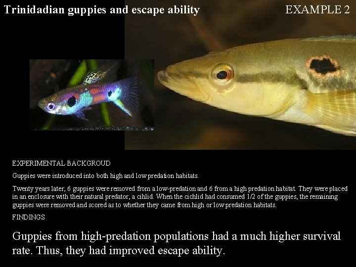 Trinidadian guppies and escape ability EXAMPLE 2 EXPERIMENTAL BACKGROUD Guppies were introduced into both Trinidadian guppies and escape ability EXAMPLE 2 EXPERIMENTAL BACKGROUD Guppies were introduced into both