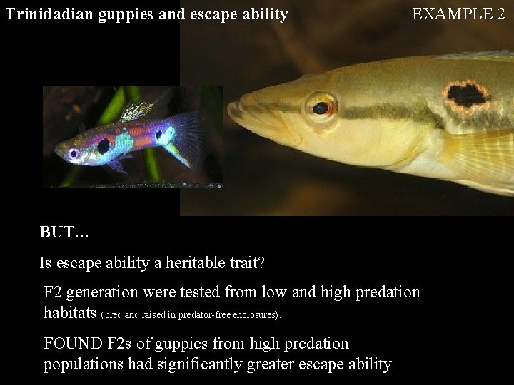 Trinidadian guppies and escape ability EXAMPLE 2 BUT… Is escape ability a heritable trait? Trinidadian guppies and escape ability EXAMPLE 2 BUT… Is escape ability a heritable trait?