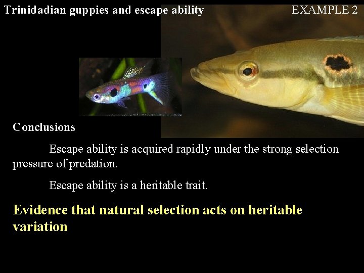 Trinidadian guppies and escape ability EXAMPLE 2 Conclusions Escape ability is acquired rapidly under Trinidadian guppies and escape ability EXAMPLE 2 Conclusions Escape ability is acquired rapidly under