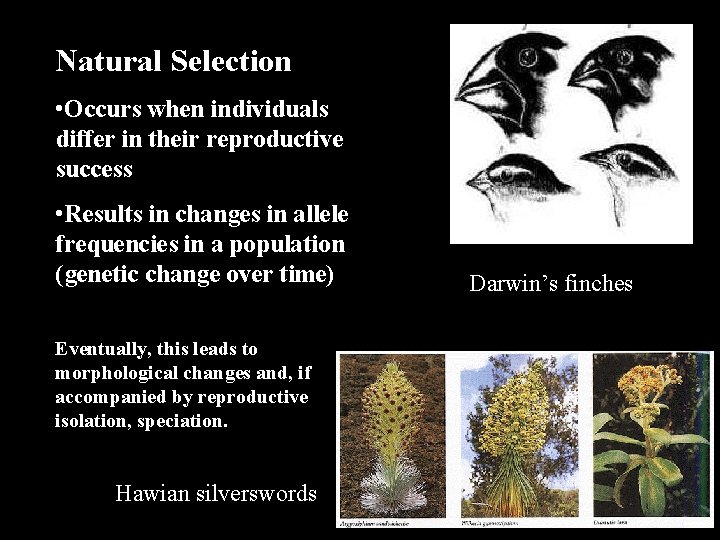 Natural Selection • Occurs when individuals differ in their reproductive success • Results in