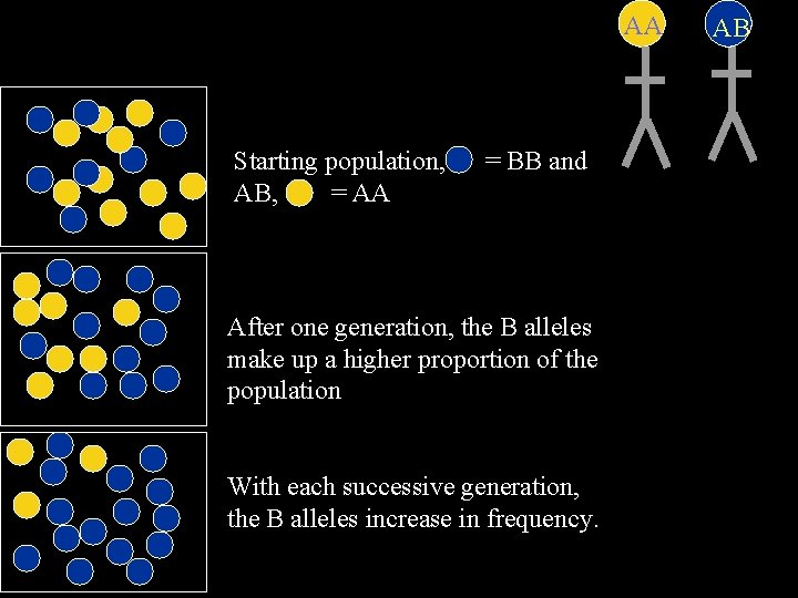 AA Starting population, AB, = AA = BB and After one generation, the B AA Starting population, AB, = AA = BB and After one generation, the B