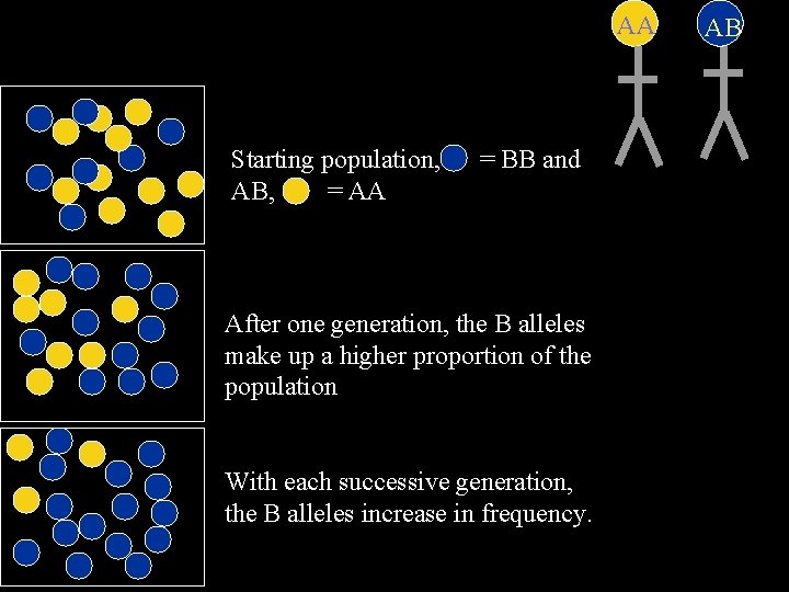 AA Starting population, AB, = AA = BB and After one generation, the B