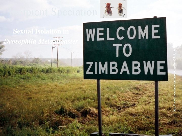 Sexual Isolation in Drosophila Melanogaster http: //www. geocities. com/mssever/gallery/photo/welcome_to_zimbabwe. jpg Incipient Speciation Sexual Isolation in Drosophila Melanogaster http: //www. geocities. com/mssever/gallery/photo/welcome_to_zimbabwe. jpg Incipient Speciation