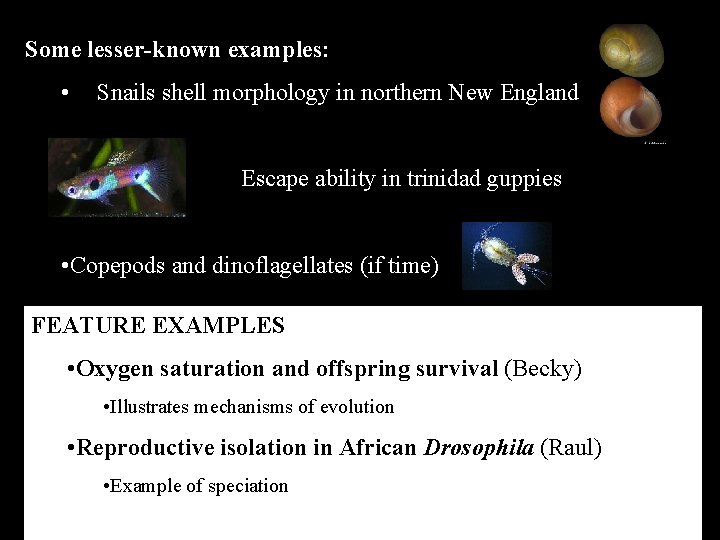 Some lesser-known examples: • Snails shell morphology in northern New England • Escape ability