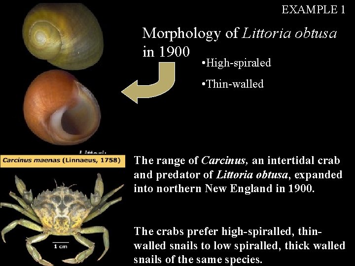 EXAMPLE 1 Morphology of Littoria obtusa in 1900 • High-spiraled • Thin-walled The range EXAMPLE 1 Morphology of Littoria obtusa in 1900 • High-spiraled • Thin-walled The range