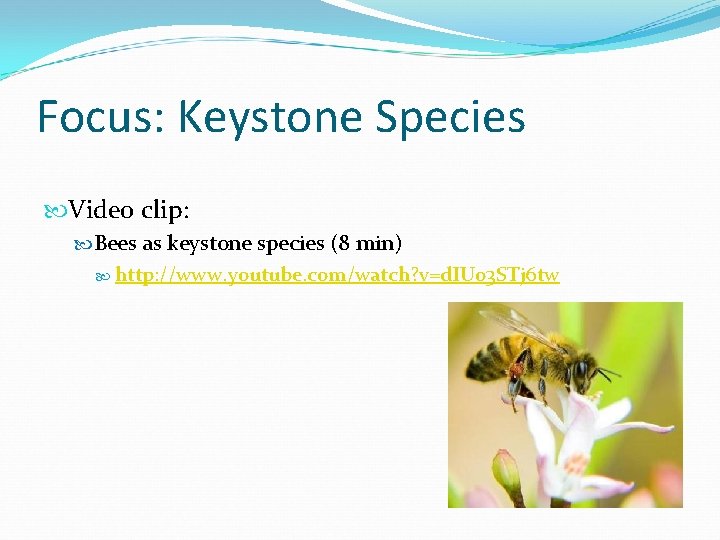 Focus: Keystone Species Video clip: Bees as keystone species (8 min) http: //www. youtube.