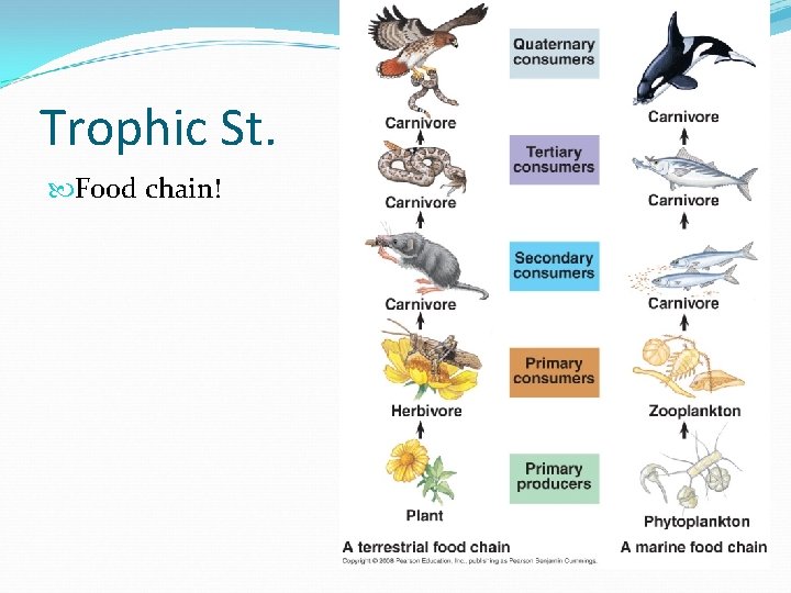 Trophic St. Food chain! 