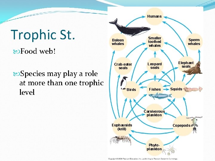 Humans Trophic St. Smaller toothed whales Baleen whales Food web! Species may play a