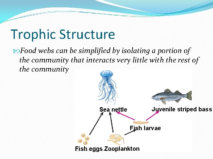 Trophic Structure Food webs can be simplified by isolating a portion of the community