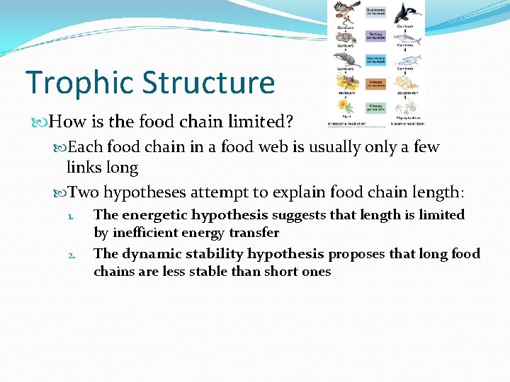 Trophic Structure How is the food chain limited? Each food chain in a food