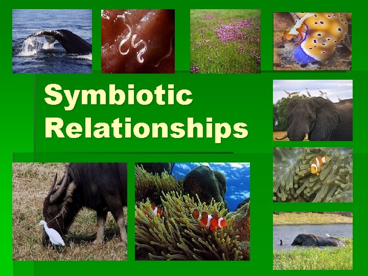 Symbiotic Relationships 