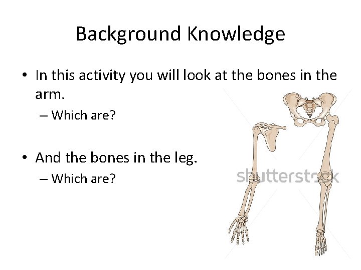 Background Knowledge • In this activity you will look at the bones in the