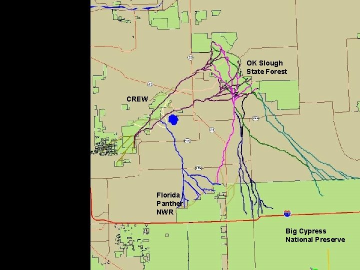 OK Slough State Forest CREW Florida Panther NWR Big Cypress National Preserve 