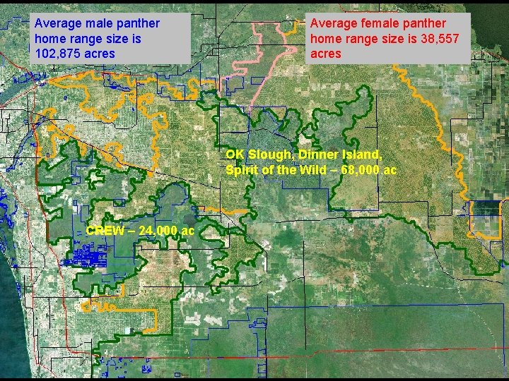 Average male panther home range size is 102, 875 acres Average female panther home