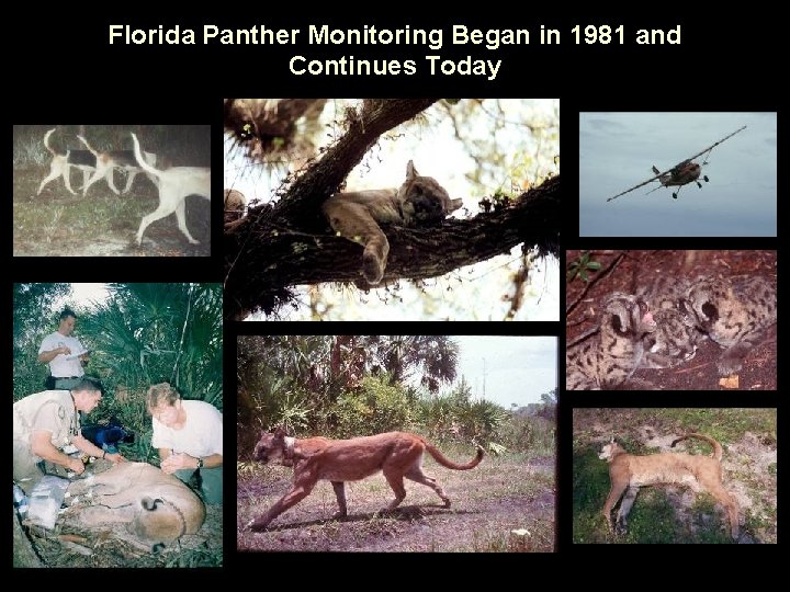 Florida Panther Monitoring Began in 1981 and Continues Today 