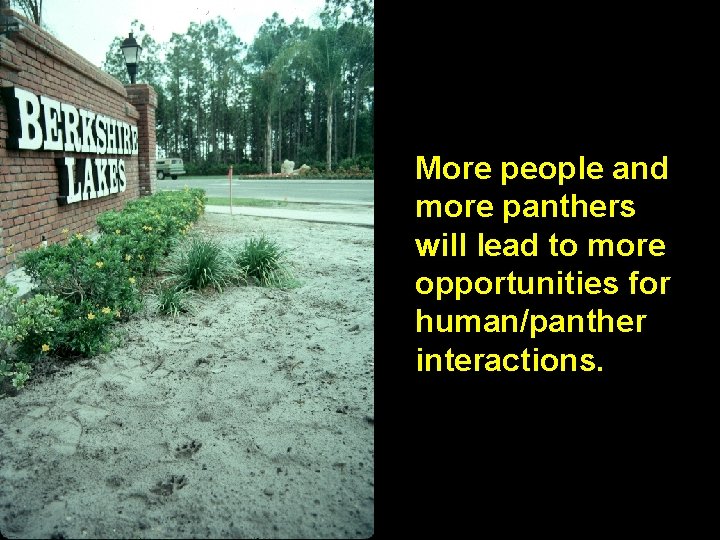 More people and more panthers will lead to more opportunities for human/panther interactions. 