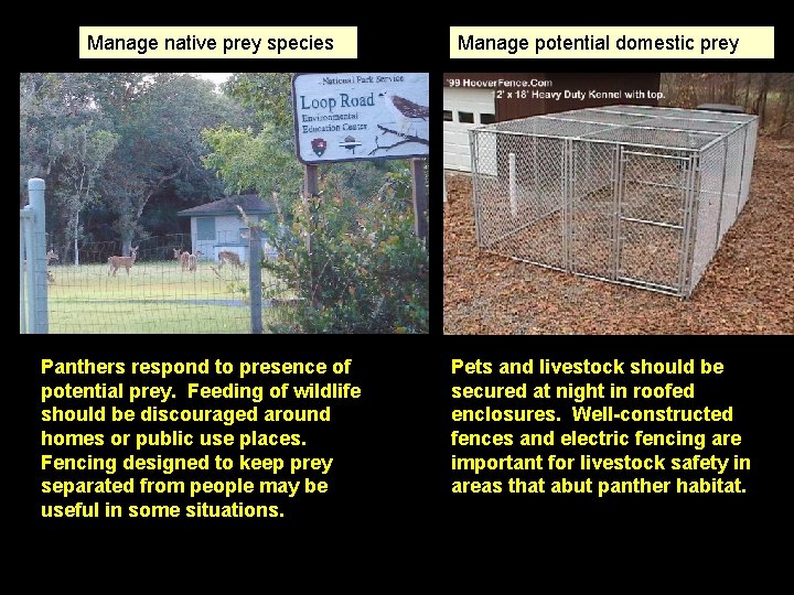 Manage native prey species Panthers respond to presence of potential prey. Feeding of wildlife