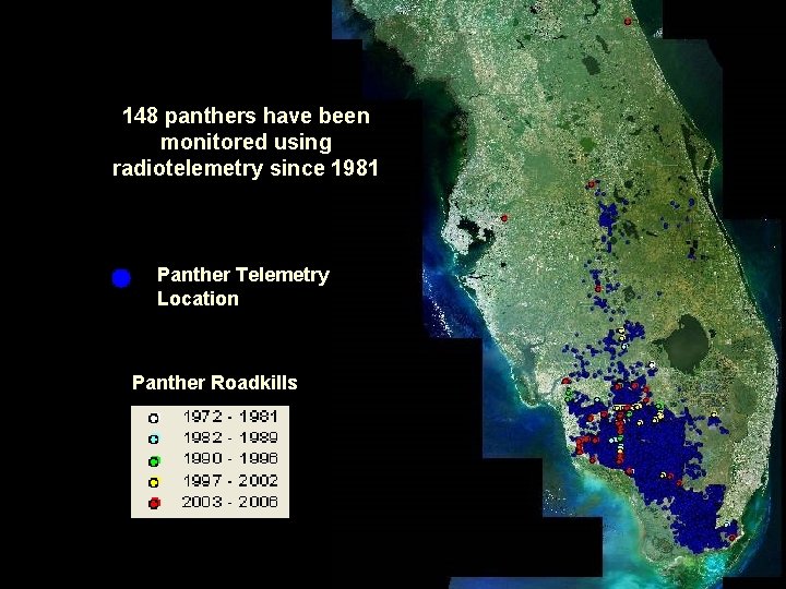 148 panthers have been monitored using radiotelemetry since 1981 Panther Telemetry Location Panther Roadkills