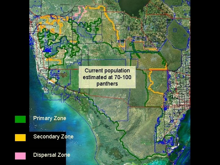 Current population estimated at 70 -100 panthers Primary Zone Secondary Zone Dispersal Zone 