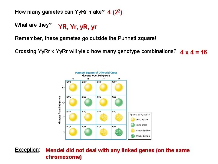 How many gametes can Yy. Rr make? 4 (22) What are they? YR, Yr,