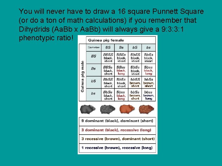 You will never have to draw a 16 square Punnett Square (or do a