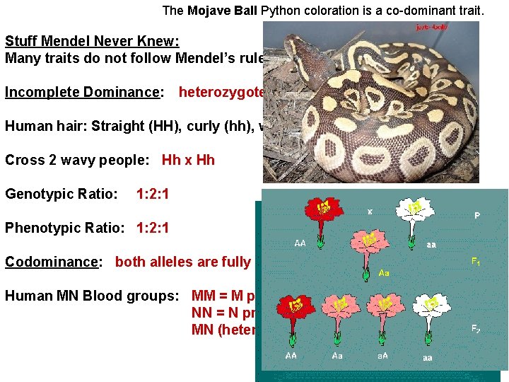 The Mojave Ball Python coloration is a co-dominant trait. Stuff Mendel Never Knew: Many