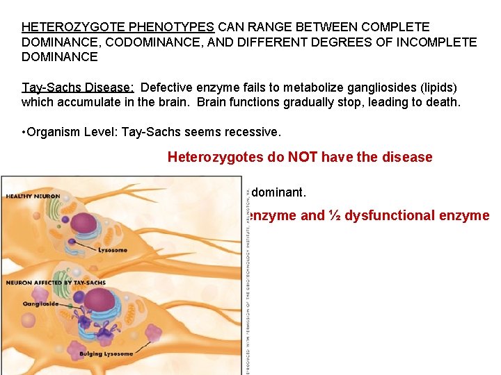 HETEROZYGOTE PHENOTYPES CAN RANGE BETWEEN COMPLETE DOMINANCE, CODOMINANCE, AND DIFFERENT DEGREES OF INCOMPLETE DOMINANCE