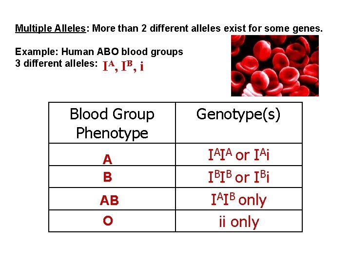 Multiple Alleles: More than 2 different alleles exist for some genes. Example: Human ABO