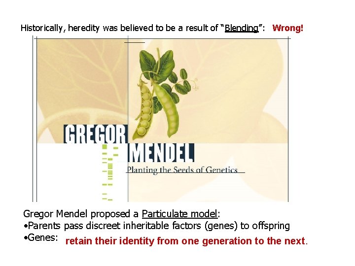 Historically, heredity was believed to be a result of “Blending”: Wrong! Gregor Mendel proposed