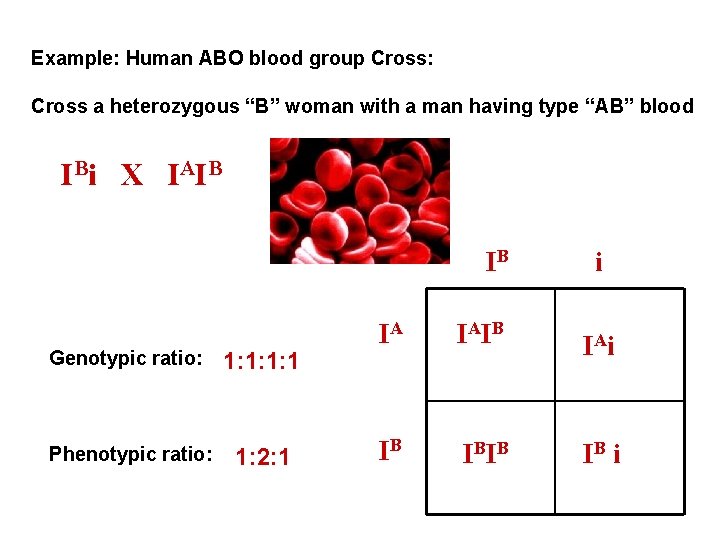 Example: Human ABO blood group Cross: Cross a heterozygous “B” woman with a man