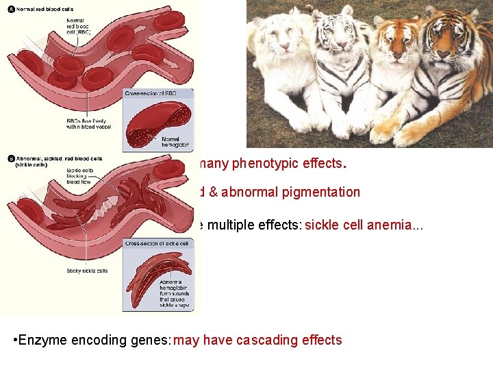 Pleiotropy: Most genes have many phenotypic effects. • In tigers: 1 allele = cross-eyed