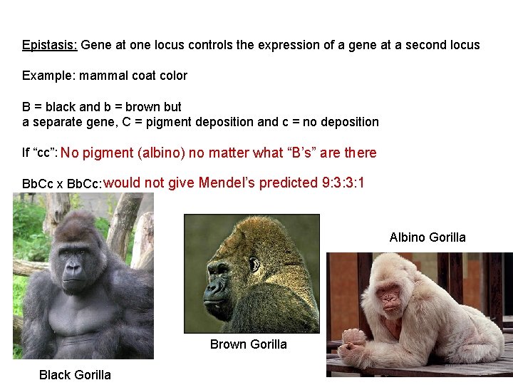 Epistasis: Gene at one locus controls the expression of a gene at a second