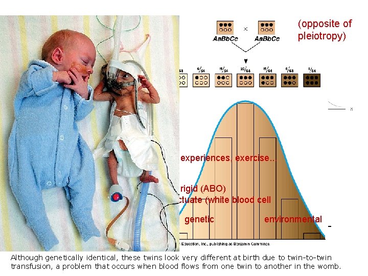 Polygenic Inheritance: 2 or more gene pairs affect a single phenotype (opposite of pleiotropy)