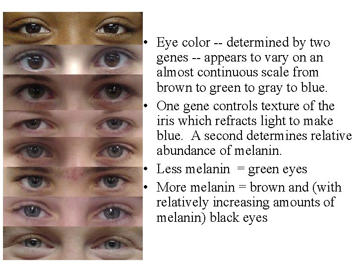  • Eye color -- determined by two genes -- appears to vary on